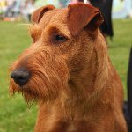 Razas de perros: Terrier irlandés Razas de perros: Terrier irlandés