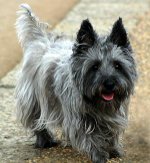 Razas de perros: core terrier