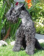 Razas de perros: kerry-blue terrier Razas de perros: kerry-blue terrier