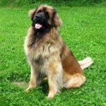 Razas de perros: leonberger