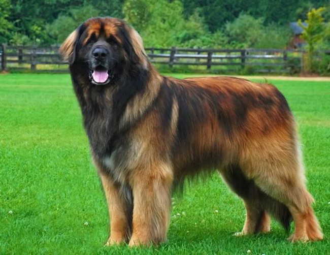 Razas de perros: leonberger