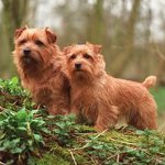 Razas de perros: Norfolk Terrier Razas de perros: Norfolk Terrier