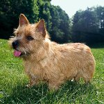 Razas de perros: Norwich Terrier Razas de perros: Norwich Terrier