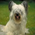 Razas de perros: Skye Terrier Razas de perros: Skye Terrier