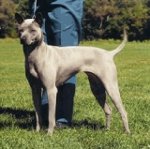 Razas de perros: Thai Ridgeback