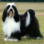 Razas de perros: Terrier tibetano Razas de perros: Terrier tibetano