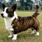 Razas de perros: cardigan galés corgi Razas de perros: cardigan galés corgi