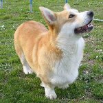 Razas de perros: galés pembroke corgi