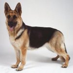 Razas de perros: Pastor de Europa del Este Razas de perros: Pastor de Europa del Este
