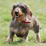 Razas de perros: dachshund grueso Razas de perros: dachshund grueso