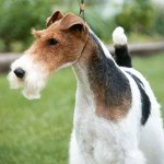 Razas de perros: fox terrier de ojos gruesos Razas de perros: fox terrier de ojos gruesos