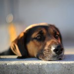 El perro ha perdido: ¿qué hacer?