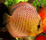 Comportamiento de los peces de acuario