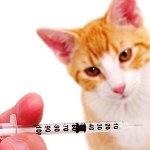 Inoculaciones para gatos