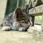 Gato perdido: ¿qué hacer?