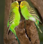 Cría de loros ondulados Cría de loros ondulados