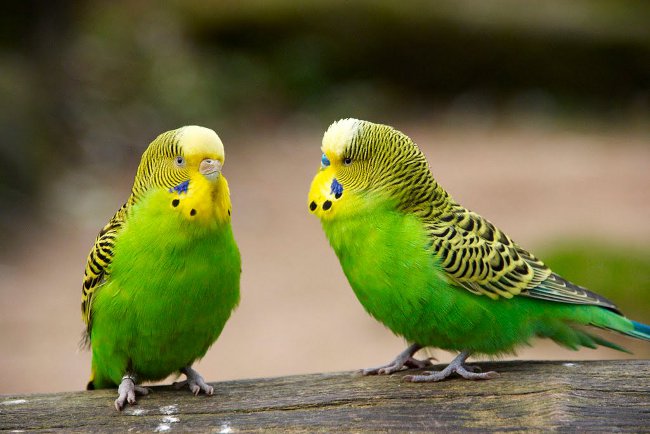 Cría de loros ondulados