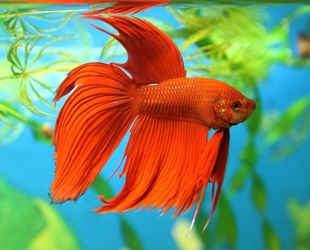 Cockfish: cuidado, contenido, nutrición
