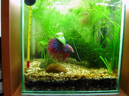 Cockfish: cuidado, contenido, nutrición