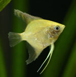 Peces de un escalar