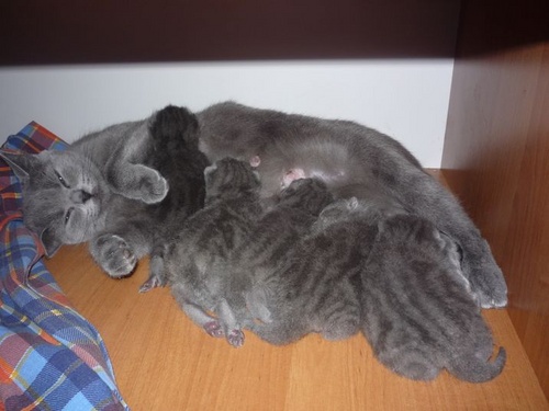 Parto en gatos