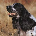 Perro de caza ruso