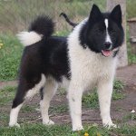 Laika ruso-europea Laika ruso-europea