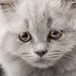 Vomitando en un gato