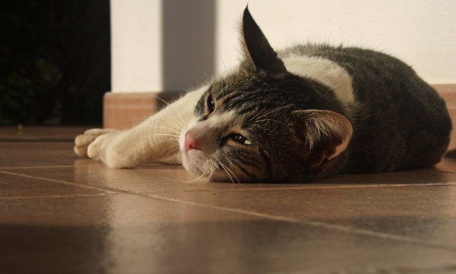 Vomitando en un gato