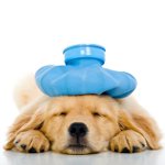 Vomitando en el perro