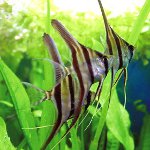 Los peces más sin pretensiones Los peces más sin pretensiones
