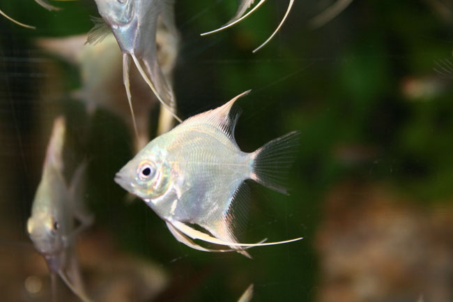 Las especies más populares de cíclidos
