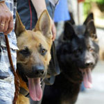 La mayoría de los perros La mayoría de los perros