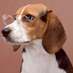 Las razas más inteligentes de perros