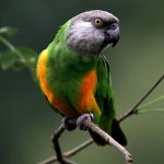 Loro senegalés Loro senegalés