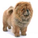 Perro Chow Chow: características y cuidado