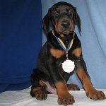Perro Doberman