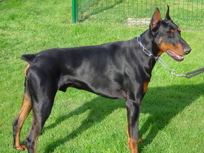 Perro Doberman
