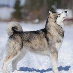 Perro Malamute