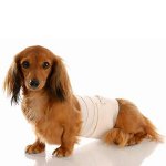 Perro después de la cirugía: reglas de cuidado