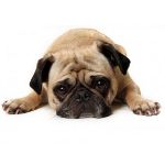 El perro se queja: ¿qué hacer? El perro se queja: ¿qué hacer?