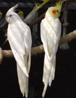 El contenido de los loros de Corella
