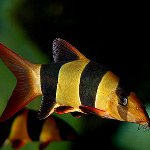 Contenido de peces: payaso botsiya Contenido de peces: payaso botsiya