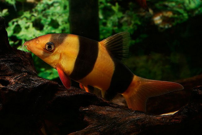 Contenido de peces: payaso botsiya