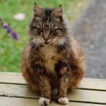 Gatos viejos: características de la atención