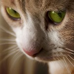 Tiña en gatos