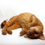 Calambres en un gato