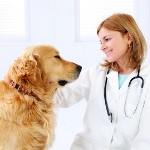 Calambres en los perros