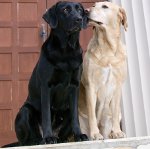Calor en perros