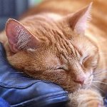 Toxoplasmosis en gatos